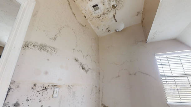 Best Water Damage & Mold Remediation  in Mount Carmel, OH