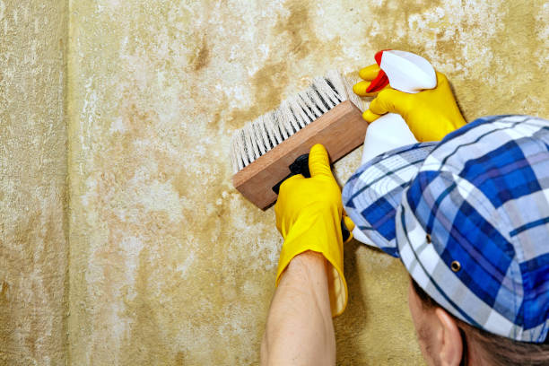 Best Residential Mold Inspection & Testing  in Mount Carmel, OH
