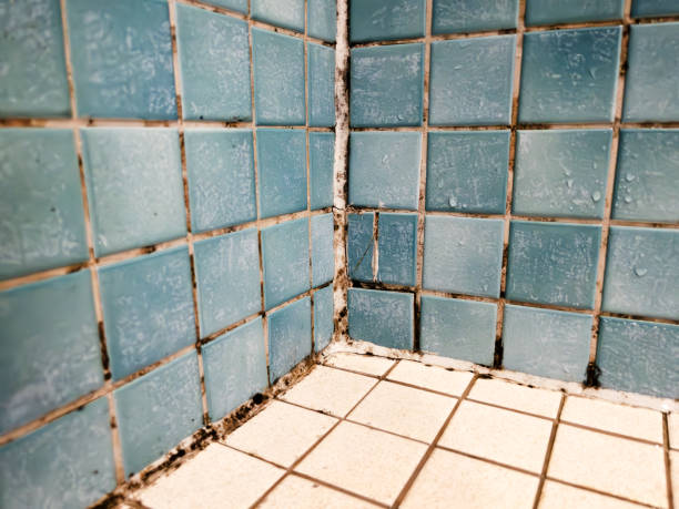Forensic Mold Investigation in Mount Carmel, OH
