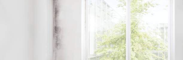 Best Environmental Consulting for Mold Prevention  in Mount Carmel, OH