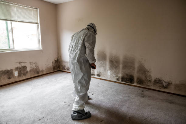 Best Attic Mold Removal  in Mount Carmel, OH