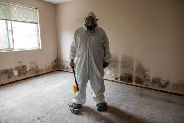 Best Mold Odor Removal Services  in Mount Carmel, OH