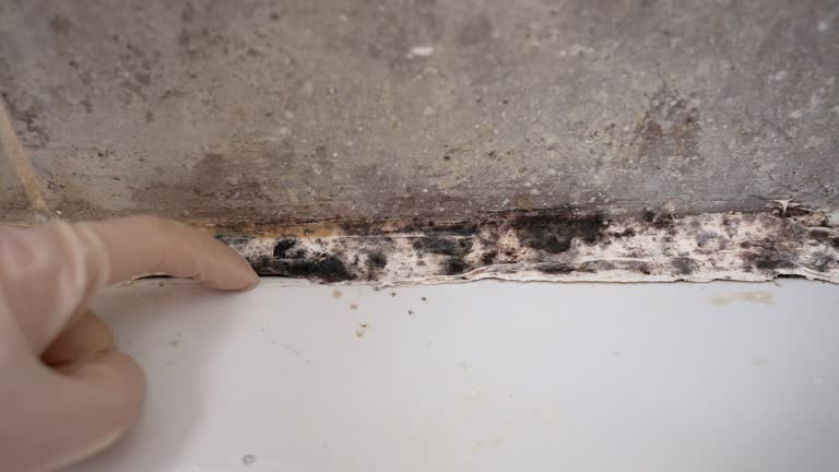 Best Asbestos and Lead Testing During Mold Inspection  in Mount Carmel, OH