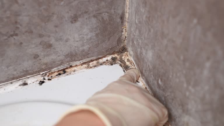 Best Mold Prevention Services  in Mount Carmel, OH