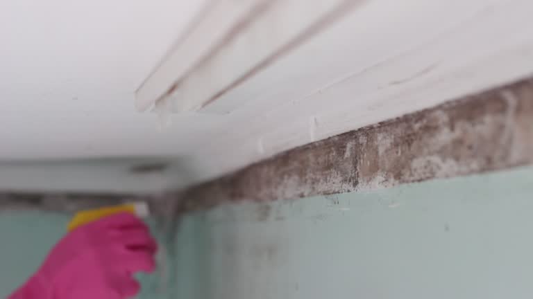 Best Basement Mold Removal  in Mount Carmel, OH